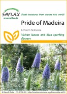 Pride Of Madeira Seeds